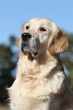 GOLDEN RETRIEVER 547